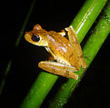 Picture Title - Gladiator frog