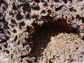 Picture Title - Termites