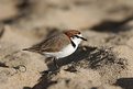 Picture Title - Red Capped Plover
