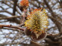 Picture Title - The Amentum of Salix