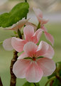 Picture Title - Geraniums