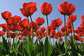 Picture Title - Tulips from Holland