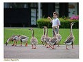 Picture Title - Goose feeding