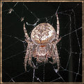 Picture Title - Spider in the night