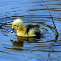 Picture Title - Duckling