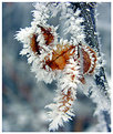 Picture Title - macro to cold