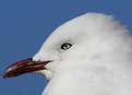 Picture Title - Red Bill Gull