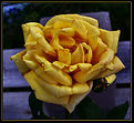 Picture Title - Old Yellow Rose of Texas