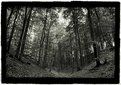 Picture Title - The woods