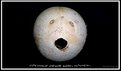 Picture Title - Coconut Shell with a Face