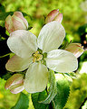 Picture Title - Appleflower