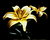 yellow lily 2004