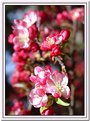Picture Title - Blossoms