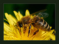 Picture Title - Busy Bee