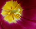 Picture Title - Tulip Interior