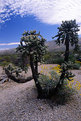 Picture Title - Chainfruit Cholla