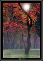 Picture Title - "Backlit Autumn leaves in Clearing Morning Mist" 