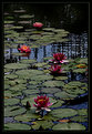 Picture Title - Water lilies