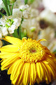Picture Title - flowie :)