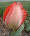 Picture Title - my first tulip