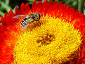 Picture Title - In Pursuit of Nectar