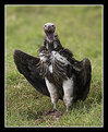 Picture Title - Lappet-Faced Vulture