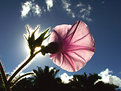 Picture Title - Flor Silvestre em Contraluz