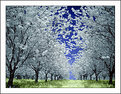 Picture Title - Under the appletrees II