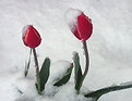 Picture Title - Snow Tulips