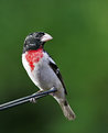 Picture Title - Rose-breasted Grosbeak (I think)