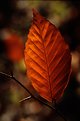 Picture Title - Fall Leaf #1