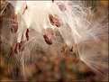 Picture Title - Milkweed Seeds