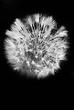 Picture Title - Dandelion