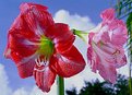 Picture Title - Amaryllis