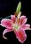 Stargazer lily