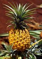 Picture Title - Pineapple