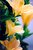 Yellow Hibiscus
