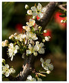 Picture Title - Plum Blossoms & Tulips