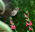 Picture Title - Hummer Time VII