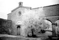 Picture Title - the olive tree