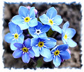 Picture Title - Small blue flowers