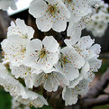 Picture Title - cherry blossoms