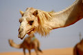 Picture Title - Hippy Camel