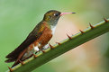 Picture Title - Hummingbird