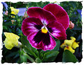 Picture Title - Purple Pansy