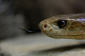 Picture Title - Eastern Taipan