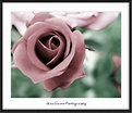 Picture Title - Every Rose Has It's Thorn