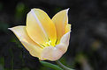 Picture Title - A Tulip at Ponds Edge