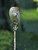 Cattle Egret On A Stick