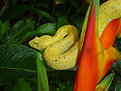 Picture Title - Eyelash pit viper